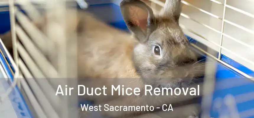  Air Duct Mice Removal West Sacramento - CA